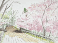 私の桜坂